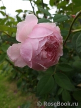 The Alnwick Rose