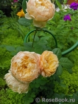 Crown Princess Margareta®