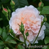 Rose de Tolbiac ®