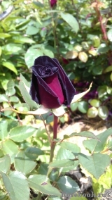 Black Baccara