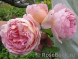 Abraham Darby