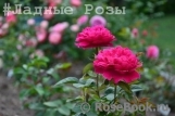 Sophy’s Rose 