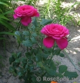 Johann Wolfgang von Goethe Rose®