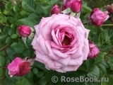 Durance Ancian Rosa