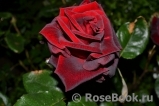 Black Baccara