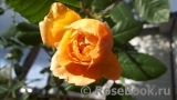 Crown Princess Margareta®