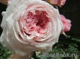 Abraham Darby