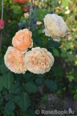 Crown Princess Margareta®