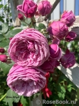 Durance Ancian Rosa