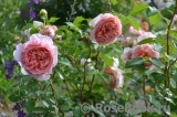 Abraham Darby