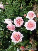 Abraham Darby