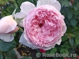 The Wedgwood Rose