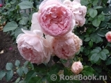 The Wedgwood Rose