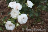 Aspirin Rose