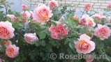 Abraham Darby