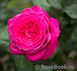 Johann Wolfgang von Goethe Rose®