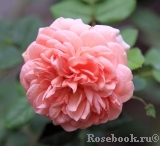 Abraham Darby