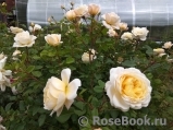 Crocus Rose® 