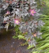 Rosa glauca 