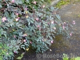 Rosa glauca 