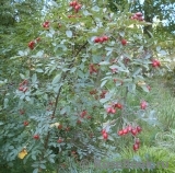 Rosa glauca 