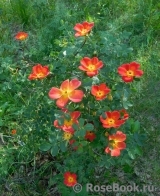 Rosa foetida Bicolor