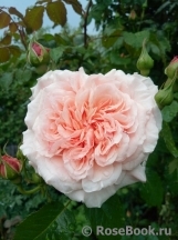 Rose de Tolbiac ®