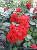 Black Forest Rose ®