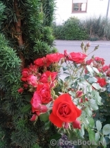 Black Forest Rose ®