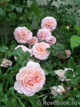 Abraham Darby