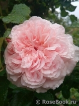 Rose de Tolbiac ®