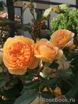 Crown Princess Margareta®