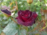 Black Baccara