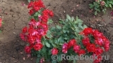 Black Forest Rose ®