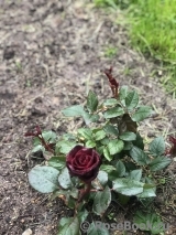 Black Baccara