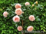 Garden of Roses 