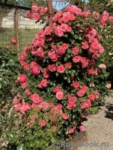 Rosarium Uetersen