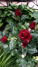 Black Baccara