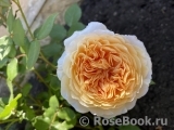 Crown Princess Margareta®