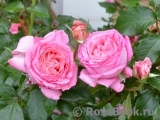 La Rose de Molinard ®