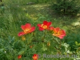 Rosa foetida Bicolor