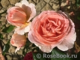 Abraham Darby