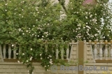 Paul’s Himalayan Musk 