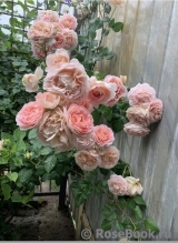 Abraham Darby