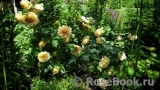 Crown Princess Margareta®