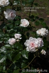 Great North Eastern Rose 