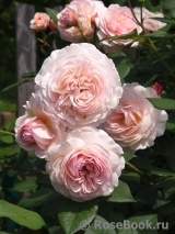 A Shropshire Lad