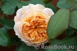 Crown Princess Margareta®