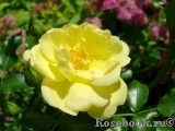 Sunny Rose