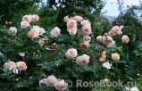 A Shropshire Lad